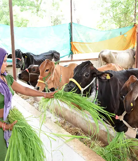 Drinking Water Schemes